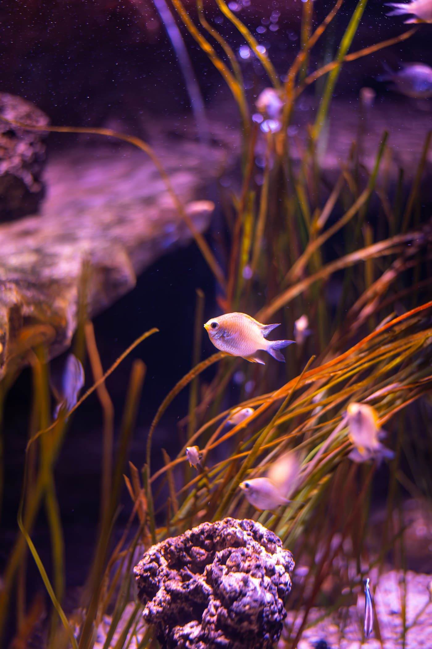 Aquarium and aquatic life